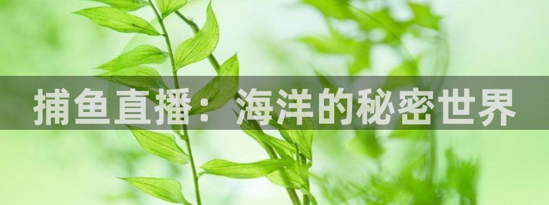 直播 熊猫：捕鱼直播：海洋的秘密世界
