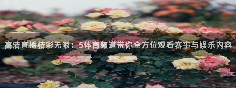 熊猫体育app官网入口：高清直播精彩无限：5体育频道带你全方位观看赛事与娱乐内容